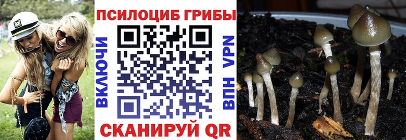 цены   Кропоткин  Псилоцибиновые грибы Psilocybe 